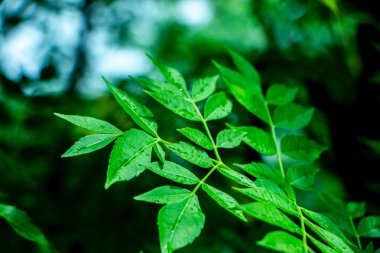 Neem bitkisinin yeni üst yaprağı.
