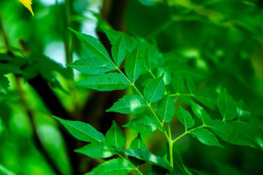 Neem bitkisinin yeni üst yaprağı.