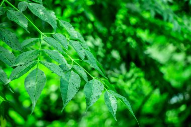 Neem bitkisinin yeni üst yaprağı.