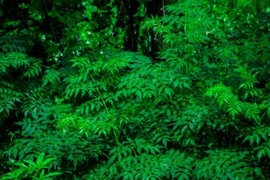 Neem bitkisinin yeni yaprağı. Tıbbi ayurvedic azadirachta indica ya da Neem yaprakları
