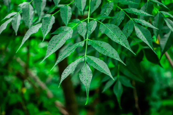 Neem bitkisinin yeni yaprağı. Azadirachta indica. İlaç ağacı