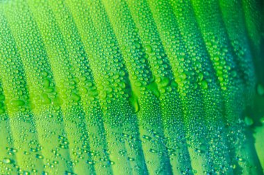 Muz yaprağında su damlacıkları