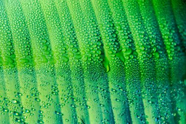 Muz yaprağında su damlacıkları