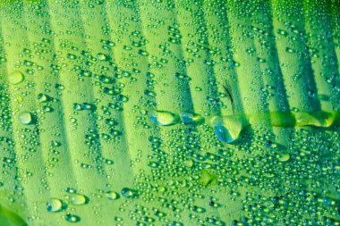 Muz yaprağında su damlacıkları