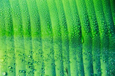 Su damlacıklı yeşil muz yaprağı.