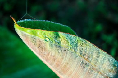 Muz palmiye yaprağına su damlaları, saf doğa arka planı