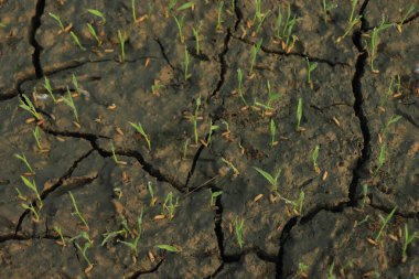 Pirinç tarlasında kuru çatlak toprak, doğa felaketleri konsepti.
