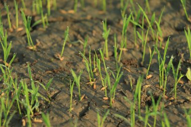 Küresel ısınma konsepti, pirinç tarlasında kuru çatlak, küresel ısınma yüzünden tarlanın kuruması..