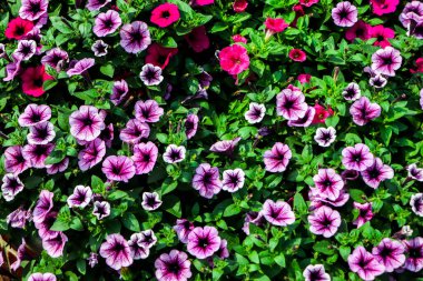 flower arrangement of purple petunias with dark veins and white calibrachoa in the garden