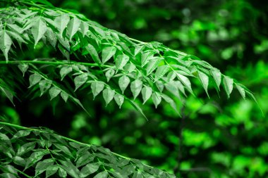Neem bitkisinin yeni yaprağı. Azadirachta indica. İlaç ağacı