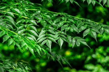 Neem bitkisinin yeni yaprağı. Azadirachta indica. İlaç ağacı