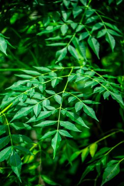 Neem bitkisinin yeni yaprağı. Azadirachta indica. İlaç ağacı