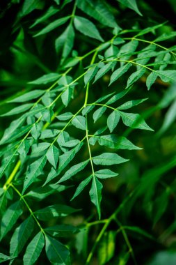 Neem bitkisinin yeni yaprağı. Azadirachta indica. İlaç ağacı