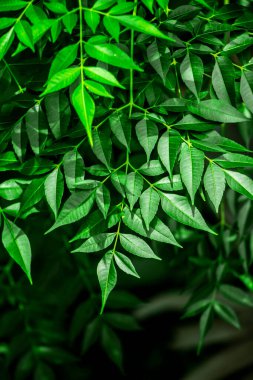 Neem bitkisinin yeni yaprağı. Azadirachta indica. İlaç ağacı