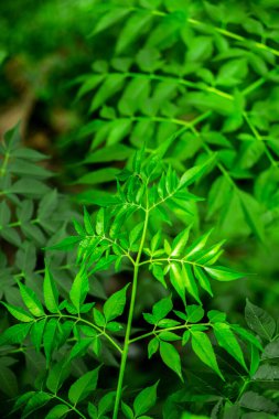 Neem bitkisinin yeni yaprağı. Azadirachta indica. İlaç ağacı