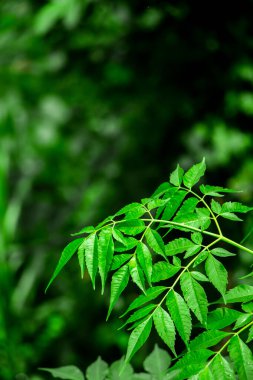 Neem bitkisinin yeni yaprağı. Azadirachta indica. İlaç ağacı