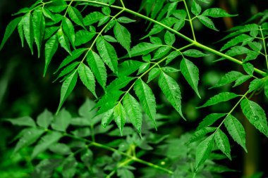 Neem bitkisinin yeni yaprağı. Azadirachta indica. İlaç ağacı