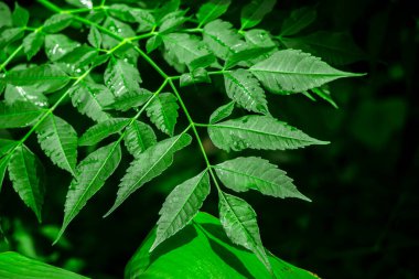 Neem bitkisinin yeni yaprağı. Azadirachta indica. İlaç ağacı