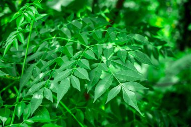 Neem bitkisinin yeni yaprağı. Azadirachta indica. İlaç ağacı