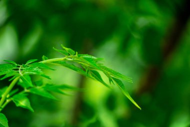Neem bitkisinin yeni yaprağı. Azadirachta indica. İlaç ağacı