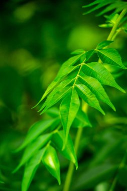 Neem bitkisinin yeni yaprağı. Azadirachta indica. İlaç ağacı