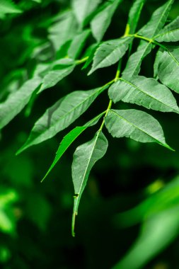 Neem bitkisinin yeni yaprağı. Azadirachta indica. İlaç ağacı