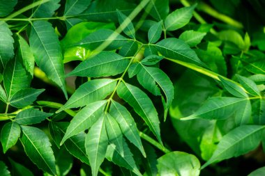 Neem bitkisinin yeni yaprağı. Azadirachta indica. İlaç ağacı