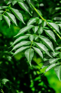 Neem bitkisinin yeni yaprağı. Azadirachta indica. İlaç ağacı