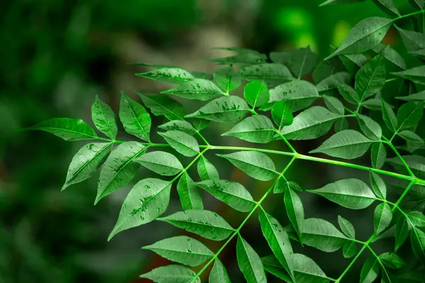 Neem bitkisinin yeni yaprağı. Azadirachta indica. İlaç ağacı