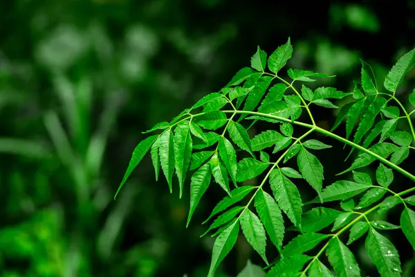 Neem bitkisinin yeni yaprağı. Azadirachta indica. İlaç ağacı