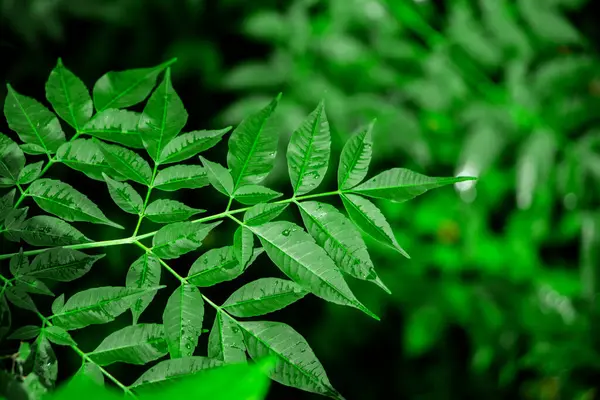 Neem bitkisinin yeni yaprağı. Azadirachta indica. İlaç ağacı