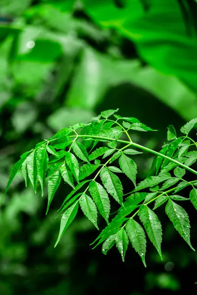 Neem bitkisinin yeni yaprağı. Azadirachta indica. İlaç ağacı