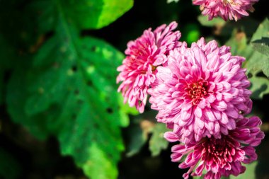 Çiçeklerin arka planında kasımpatı çiçekleri, bir buket kasımpatı çiçeği, kopyalama alanı var. afiş, poster tasarımı