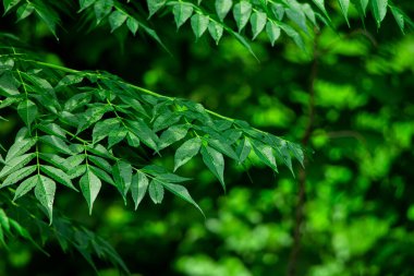 New top leaf of a medicine tree called neem or indian lilac