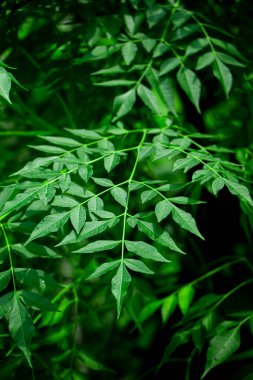 New top leaf of a medicine tree called neem or indian lilac