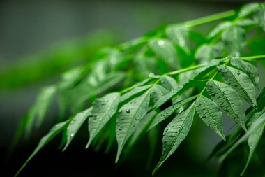 New top leaf of a medicine tree called neem or indian lilac