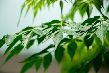 New top leaf of neem or indian lilac tree