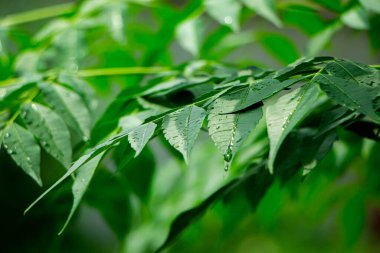 New born top leaf of neem tree also known as indian lilac