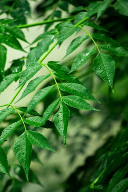 Neem bitkisinin yeni üst yaprağı