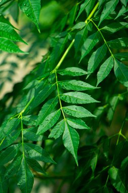 New top leaf of neem plant, a medicine tree called neemtree or indian lilac