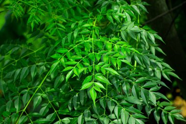 Neem bitkisinin yeni üst yaprağı