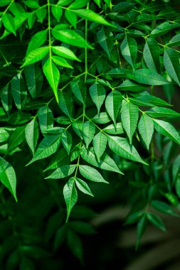 New top leaf of neem plant, a medicine tree called neemtree or indian lilac