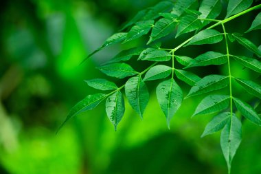 New born top leaf of neem tree closeup