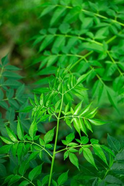 New born top leaf of neem tree closeup