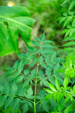 New born top leaf of neem tree closeup