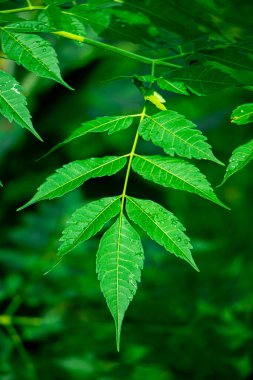 New born top leaf of neem tree closeup
