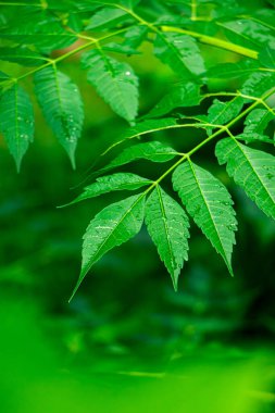 New born top leaf of neem tree closeup