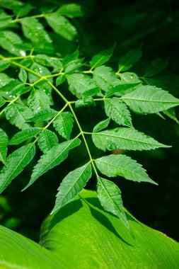New top leaf of neem tree