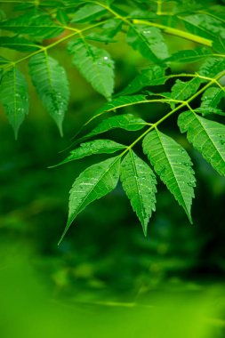 New top leaf of neem tree