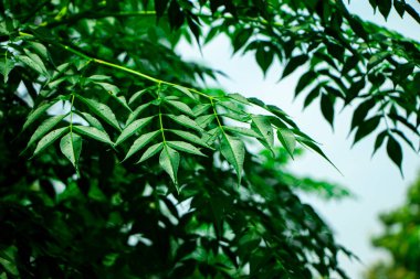 New top leaf of neem tree